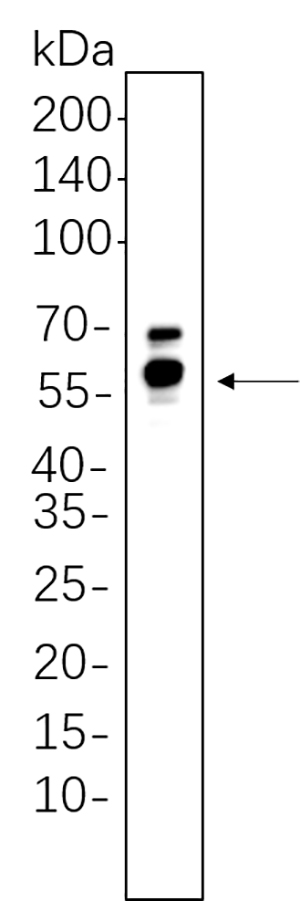 GPER1 Rabbit Monoclonal antibody | 兔单抗 | EnkiLife恩玑生命
