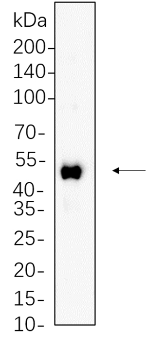 RUNX1 Rabbit Monoclonal antibody | 兔单抗 | EnkiLife恩玑生命