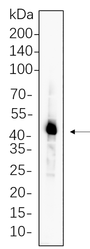 Caspase-1 Rabbit Monoclonal antibody | 兔单抗 | EnkiLife恩玑生命