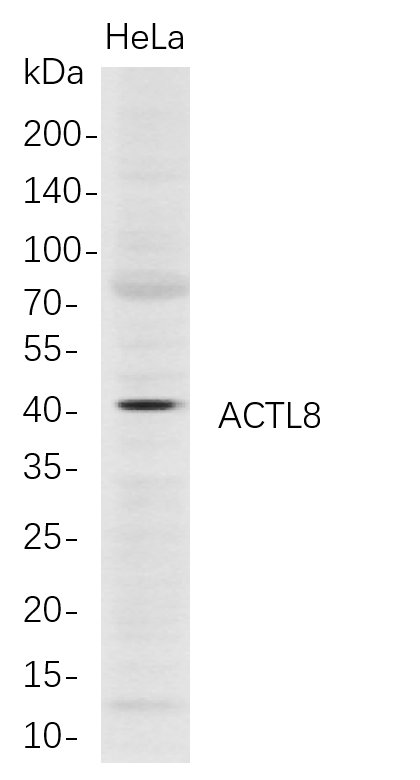 ACTL8 Rabbit Monoclonal antibody | 兔单抗 | EnkiLife恩玑生命
