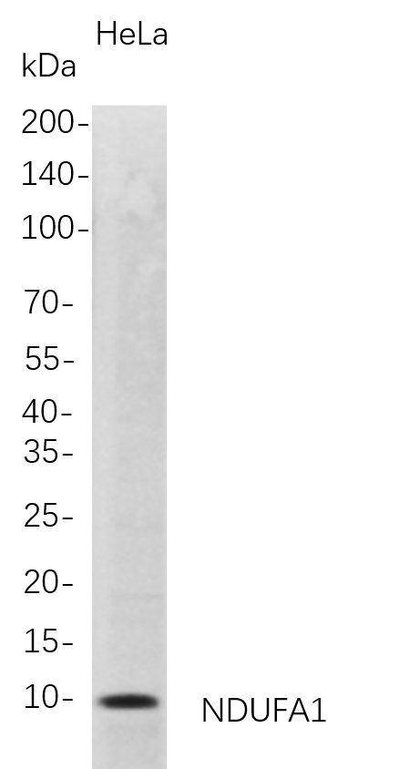 NDUFA1 Rabbit Monoclonal antibody | 兔单抗 | EnkiLife恩玑生命