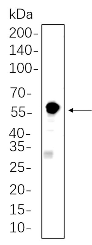 SESN2 Rabbit Monoclonal antibody | 兔单抗 | EnkiLife恩玑生命