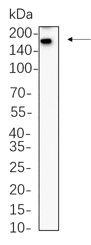 Sall4 Rabbit Monoclonal antibody | 兔单抗 | EnkiLife恩玑生命