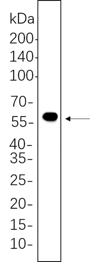 DFNA5/GSDME Rabbit Monoclonal antibody | 兔单抗 | EnkiLife恩玑生命