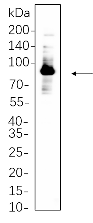 Glycogen Synthase Rabbit Monoclonal antibody | 兔单抗 | EnkiLife恩玑生命