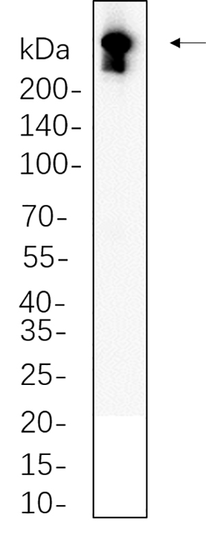 DNA PKcs Rabbit Monoclonal antibody | 兔单抗 | EnkiLife恩玑生命