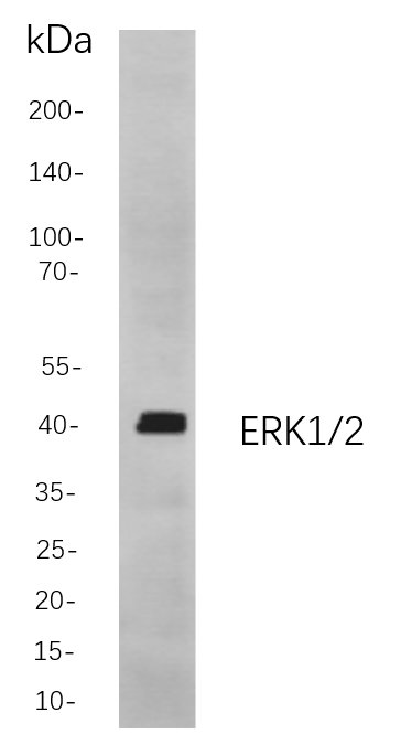 ERK1/2 Rabbit Monoclonal antibody | 兔单抗 | EnkiLife恩玑生命