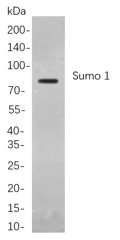 Sumo 1 Rabbit Monoclonal antibody | 兔单抗 | EnkiLife恩玑生命