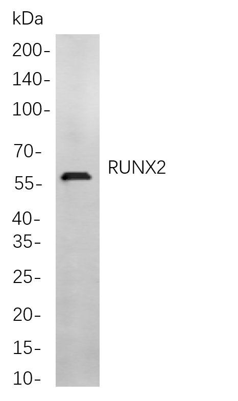RUNX2 Rabbit Monoclonal antibody | 兔单抗 | EnkiLife恩玑生命