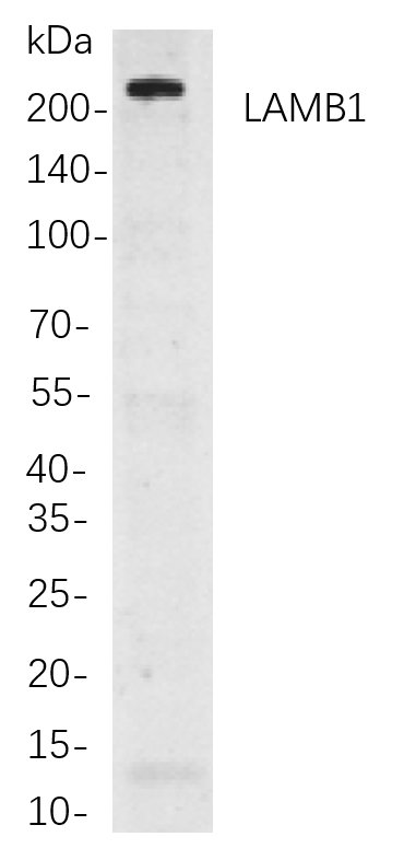 LAMB1 Rabbit Monoclonal antibody | 兔单抗 | EnkiLife恩玑生命