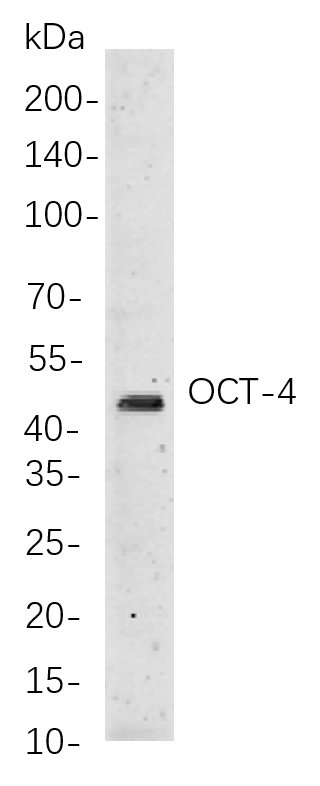 Oct-4 Rabbit Monoclonal antibody | 兔单抗 | EnkiLife恩玑生命
