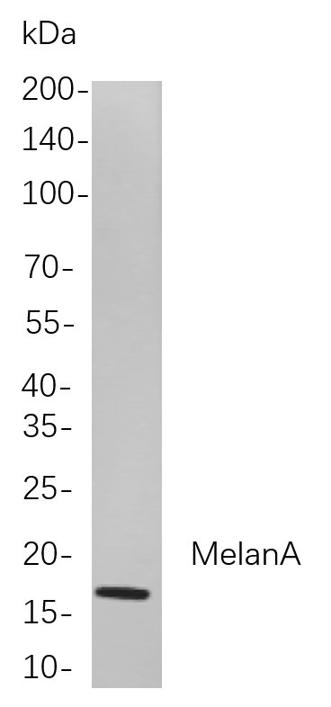 MelanA Rabbit Monoclonal antibody | 兔单抗 | EnkiLife恩玑生命