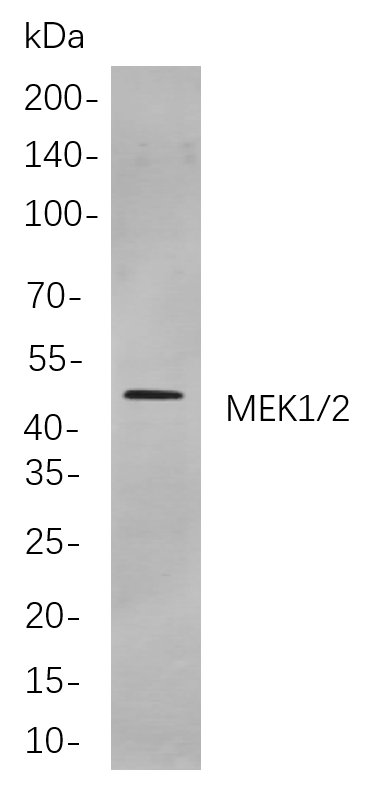 MEK1/2 Rabbit Monoclonal antibody | 兔单抗 | EnkiLife恩玑生命