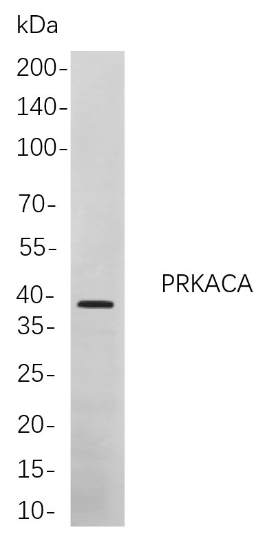 PRKACA Rabbit Monoclonal antibody | 兔单抗 | EnkiLife恩玑生命