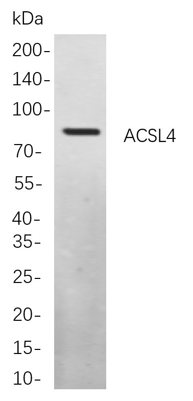 ACSL4 Rabbit Monoclonal antibody | 兔单抗 | EnkiLife恩玑生命