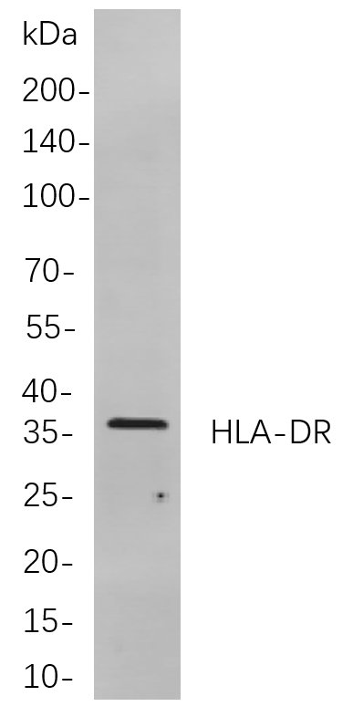 HLA-DR Rabbit Monoclonal antibody | 兔单抗 | EnkiLife恩玑生命