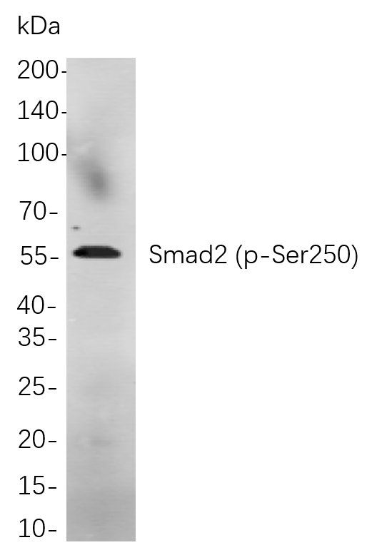 Smad2 (Phospho Ser250) Rabbit Monoclonal antibody | 兔单抗 | EnkiLife恩玑生命