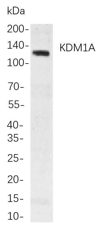 KDM1A Rabbit Monoclonal antibody | 兔单抗 | EnkiLife恩玑生命
