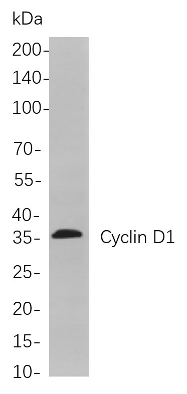 Cyclin D1 Rabbit Monoclonal antibody | 兔单抗 | EnkiLife恩玑生命