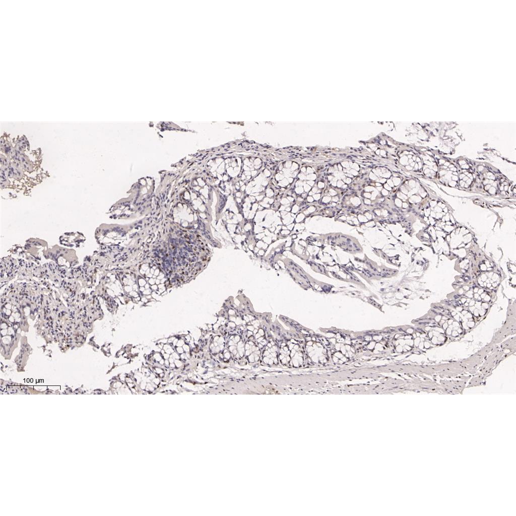 Cyclin D1 Rabbit Monoclonal antibody | 兔单抗 | EnkiLife恩玑生命