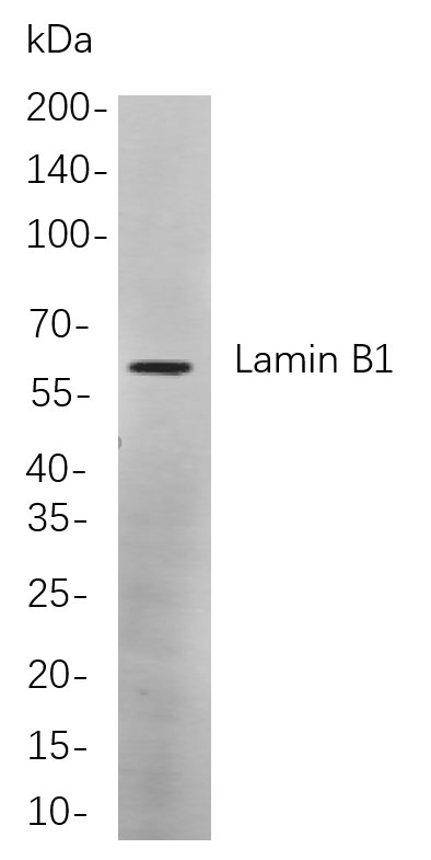 Lamin B1 Rabbit Monoclonal antibody | 兔单抗 | EnkiLife恩玑生命