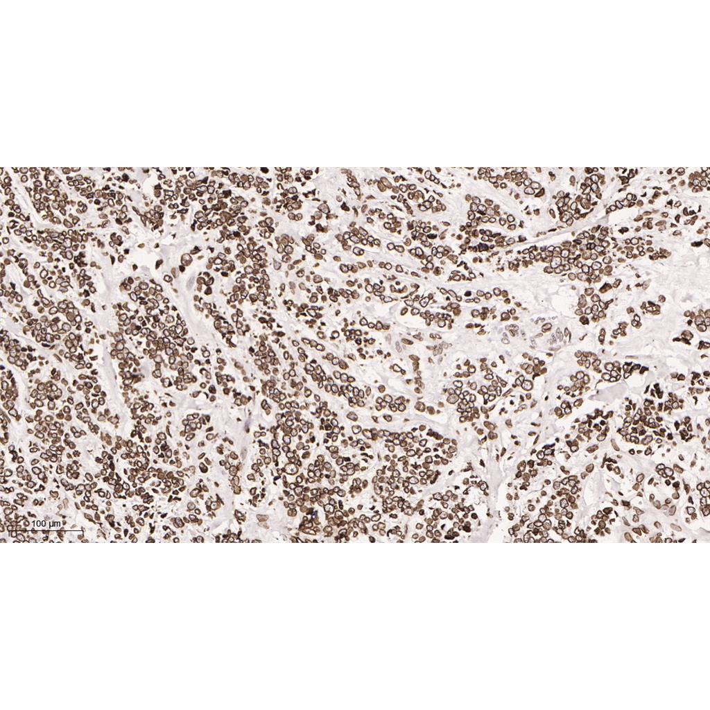 Lamin B1 Rabbit Monoclonal antibody | 兔单抗 | EnkiLife恩玑生命