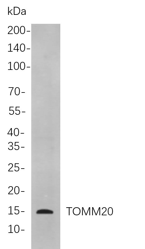 TOMM20 Rabbit Monoclonal antibody | 兔单抗 | EnkiLife恩玑生命