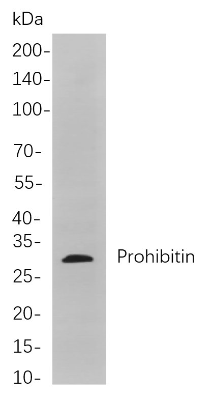 Prohibitin Rabbit Monoclonal antibody | 兔单抗 | EnkiLife恩玑生命
