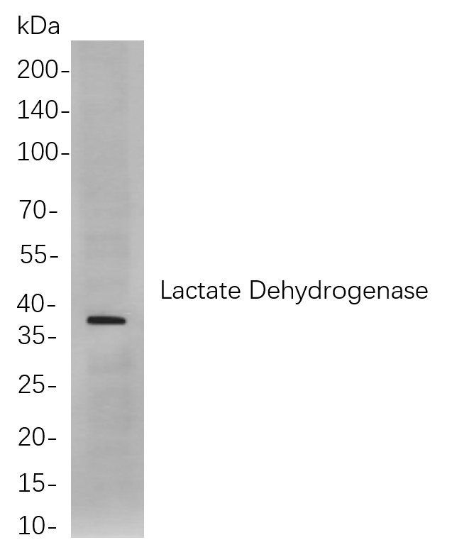 Lactate Dehydrogenase Rabbit Monoclonal antibody | 兔单抗 | EnkiLife恩玑生命