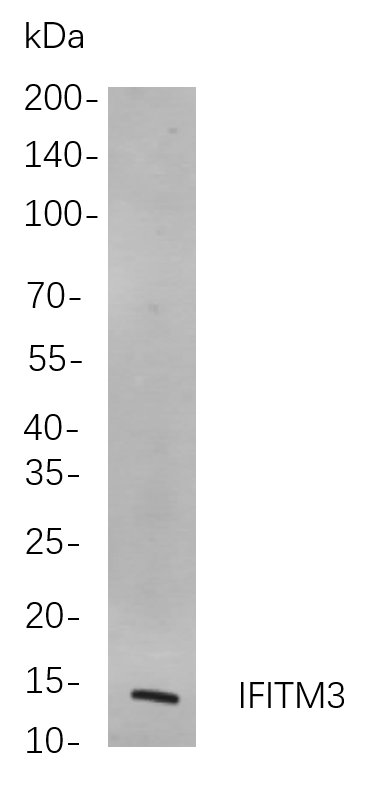 IFITM3 Rabbit Monoclonal antibody | 兔单抗 | EnkiLife恩玑生命