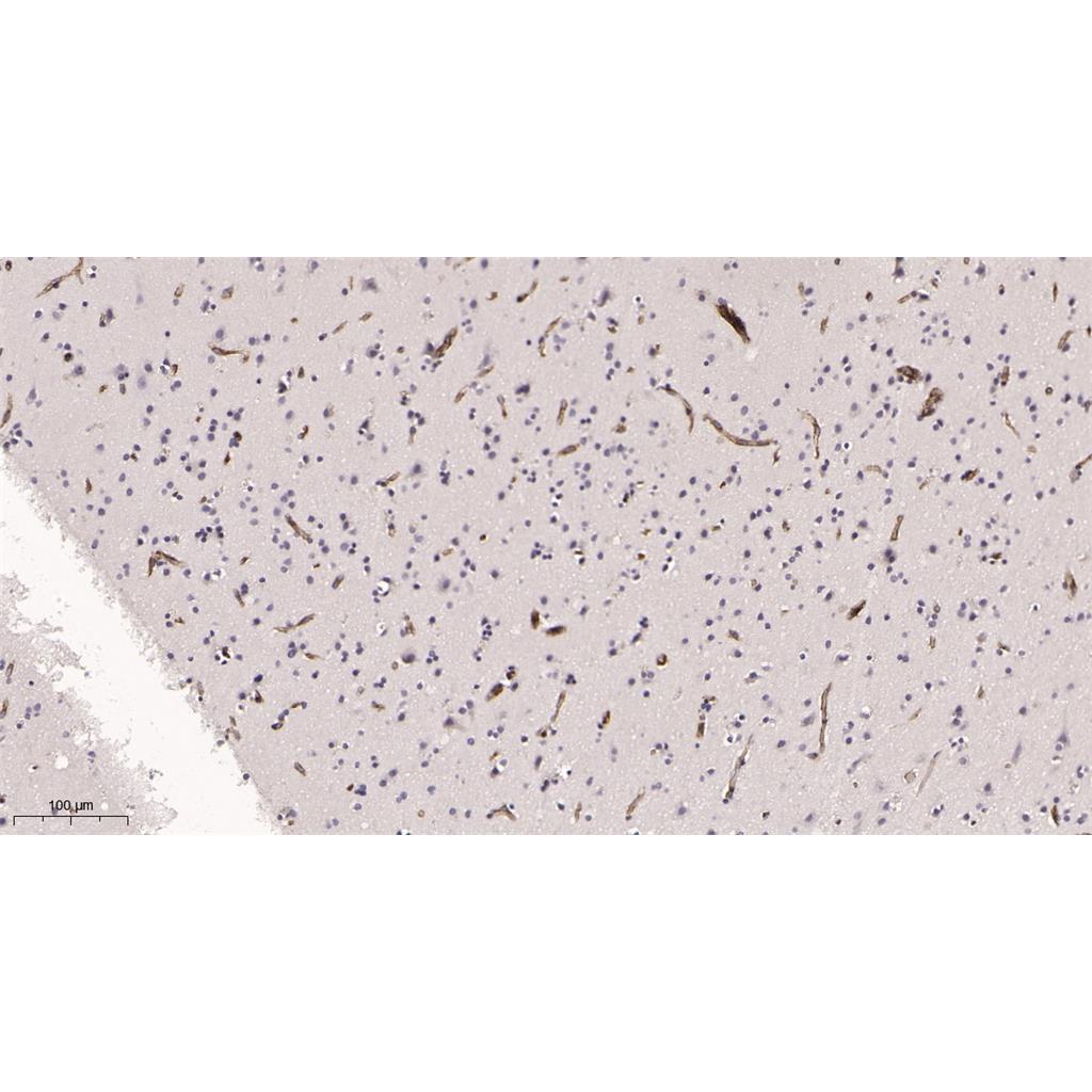 IFITM3 Rabbit Monoclonal antibody | 兔单抗 | EnkiLife恩玑生命