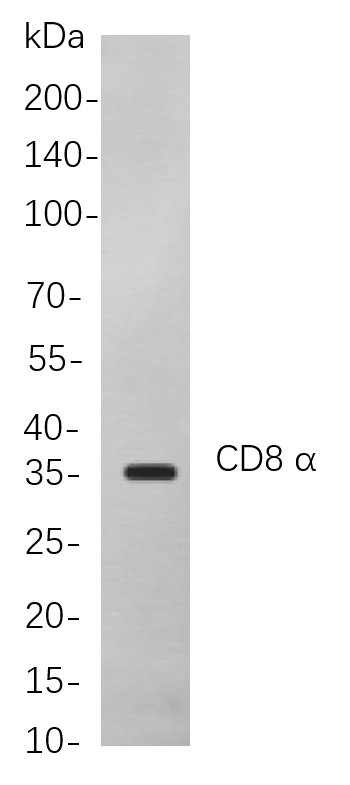 CD8 α Rabbit Monoclonal antibody | 兔单抗 | EnkiLife恩玑生命