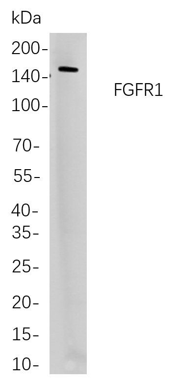 FGFR1 Rabbit Monoclonal antibody | 兔单抗 | EnkiLife恩玑生命