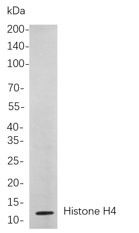 Histone H4 Rabbit Monoclonal antibody | 兔单抗 | EnkiLife恩玑生命