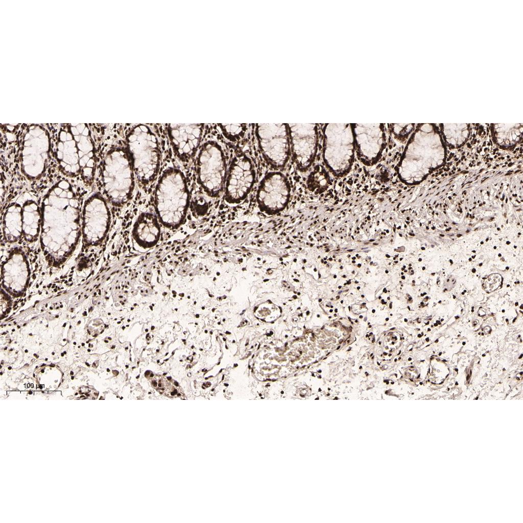 Histone H4 Rabbit Monoclonal antibody | 兔单抗 | EnkiLife恩玑生命