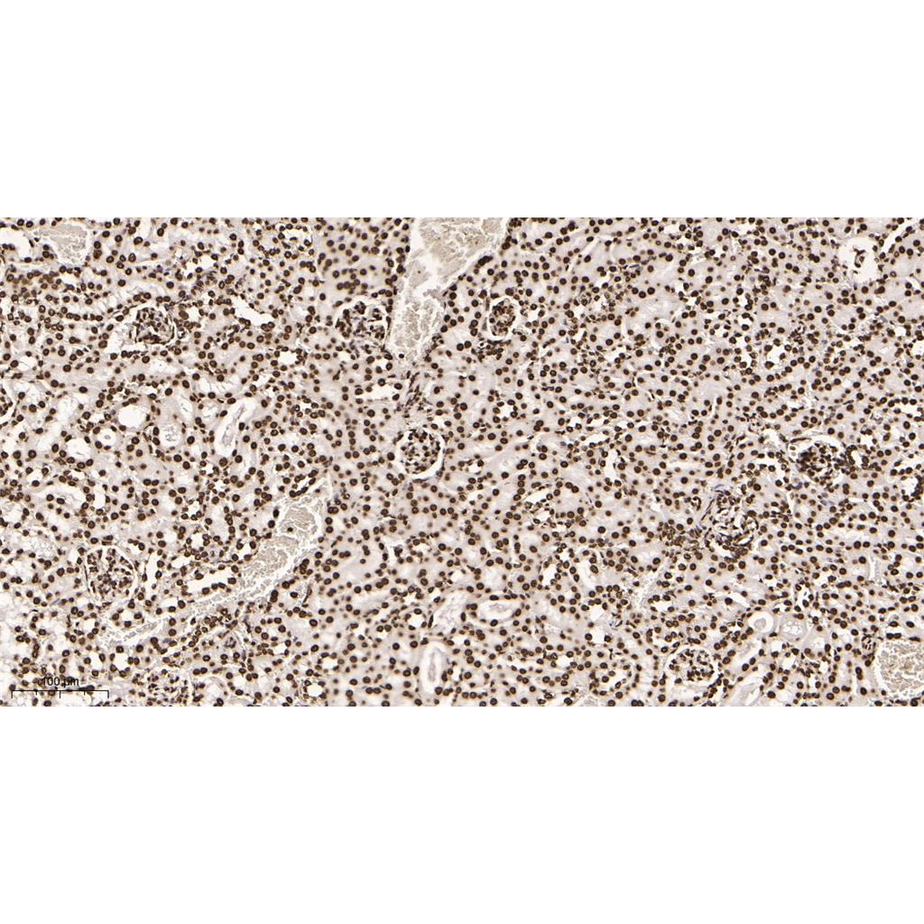 Histone H4 Rabbit Monoclonal antibody | 兔单抗 | EnkiLife恩玑生命