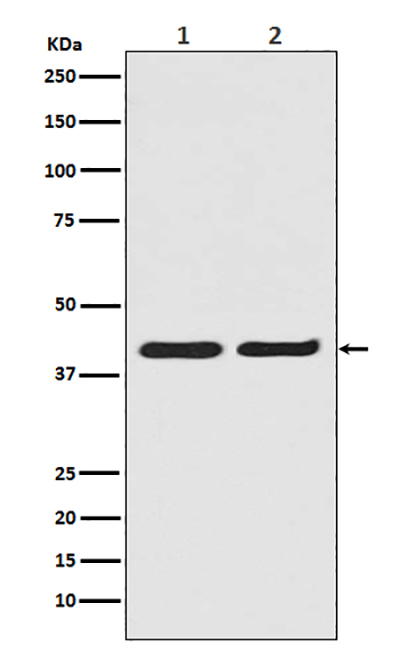 ERK2 Rabbit Polyclonal Antibody | 兔多抗 | EnkiLife恩玑生命