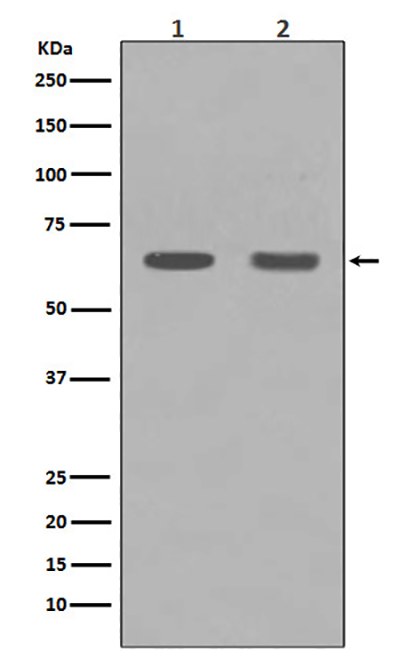 HDAC1 Rabbit Polyclonal Antibody | 兔多抗 | EnkiLife恩玑生命