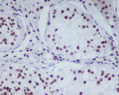 HDAC1 Rabbit Polyclonal Antibody | 兔多抗 | EnkiLife恩玑生命