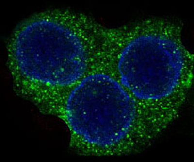 ROCK1 Rabbit Polyclonal Antibody | 兔多抗 | EnkiLife恩玑生命