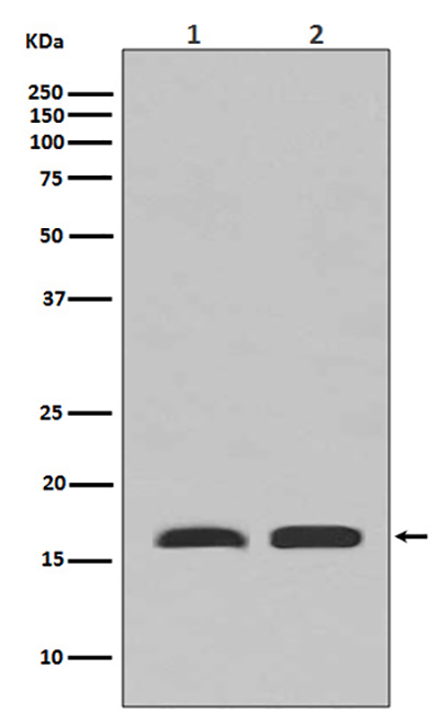PBR Rabbit Polyclonal Antibody | 兔多抗 | EnkiLife恩玑生命