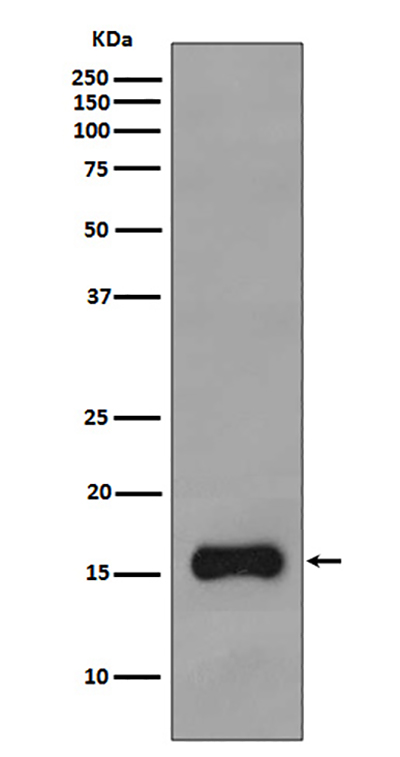 TOMM20 Rabbit Polyclonal Antibody | 兔多抗 | EnkiLife恩玑生命