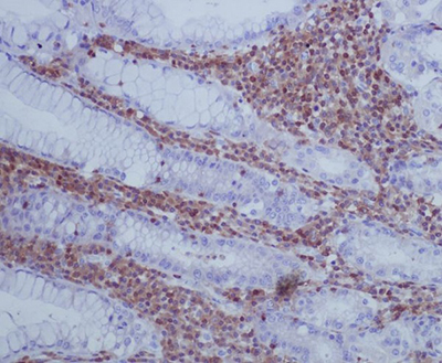 GAP43 Rabbit Polyclonal Antibody | 兔多抗 | EnkiLife恩玑生命