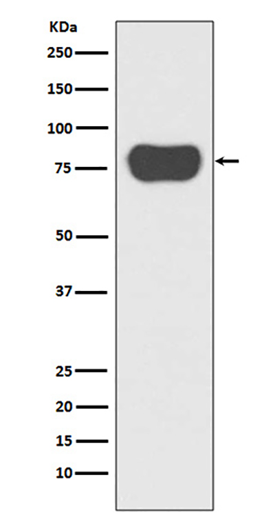 Cortactin Rabbit Polyclonal Antibody | 兔多抗 | EnkiLife恩玑生命