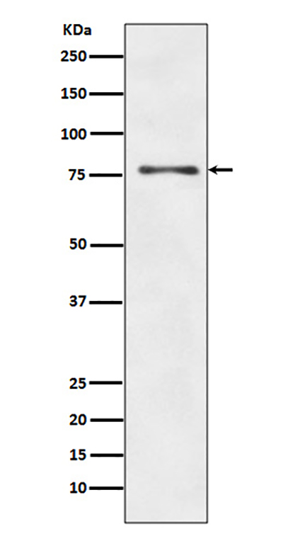 ATG7 Rabbit Polyclonal Antibody | 兔多抗 | EnkiLife恩玑生命