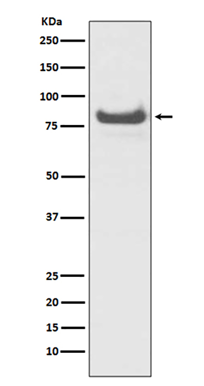 TNFAIP3 Rabbit Polyclonal Antibody | 兔多抗 | EnkiLife恩玑生命