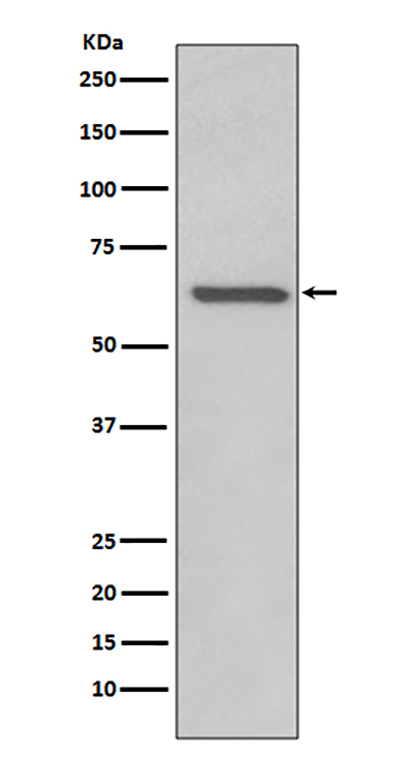 Rel B Rabbit Polyclonal Antibody | 兔多抗 | EnkiLife恩玑生命