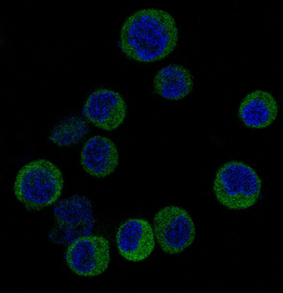 IRF3 Rabbit Polyclonal Antibody | 兔多抗 | EnkiLife恩玑生命