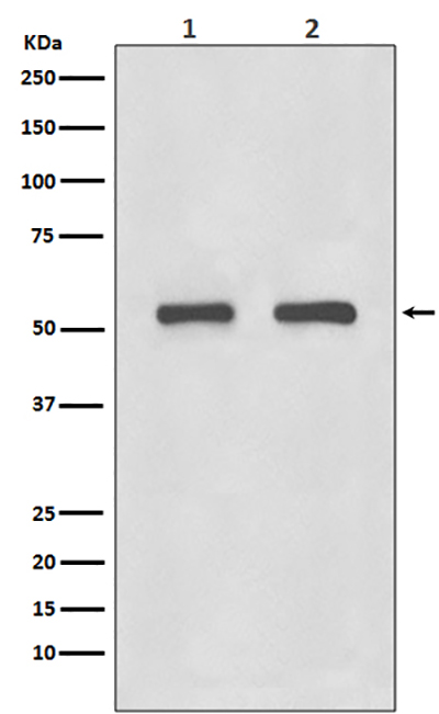 IRF3 Rabbit Polyclonal Antibody | 兔多抗 | EnkiLife恩玑生命