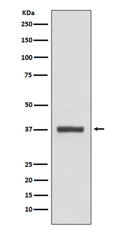 CDK6 Rabbit Polyclonal Antibody | 兔多抗 | EnkiLife恩玑生命